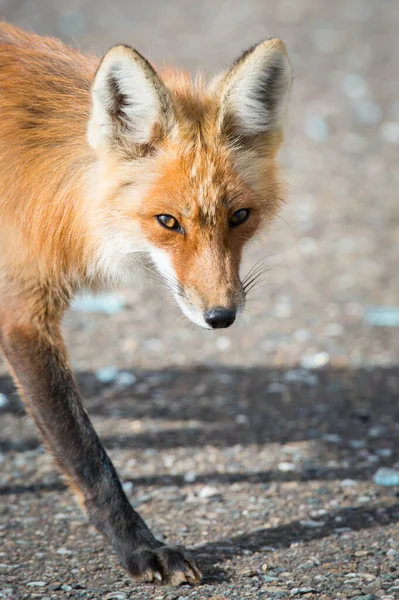 Červená Liška Zvíře Příroda Fauna — Stock fotografie