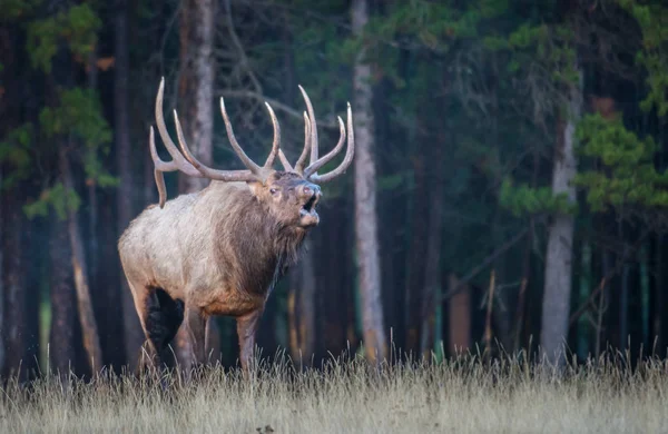 Wild Bull Elk Nature Fauna — ストック写真