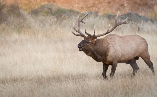 Elk Wild Animal Nature Fauna — Stock Photo, Image