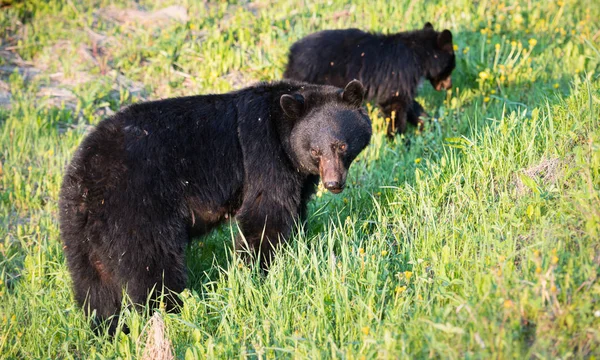 Des Ours Noirs Sauvages Nature Faune — Photo