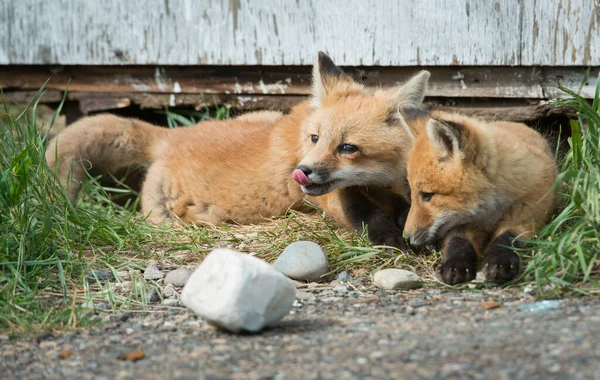 Röda Rävar Djur Natur Fauna — Stockfoto