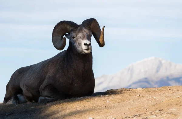 Bighorn Sheep Ram Natureza Fauna — Fotografia de Stock