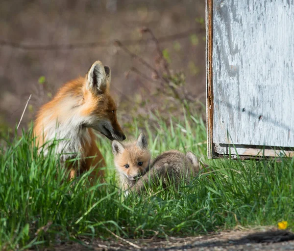 Red Foxes Animals Nature Fauna — 스톡 사진