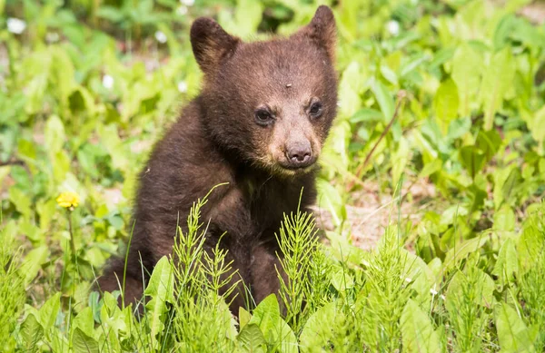 Wilder Schwarzbär Natur Fauna — Stockfoto