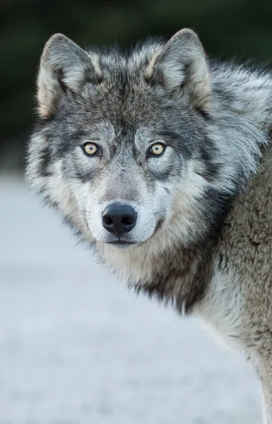 Varg Vilt Tillstånd Djur Natur Fauna — Stockfoto