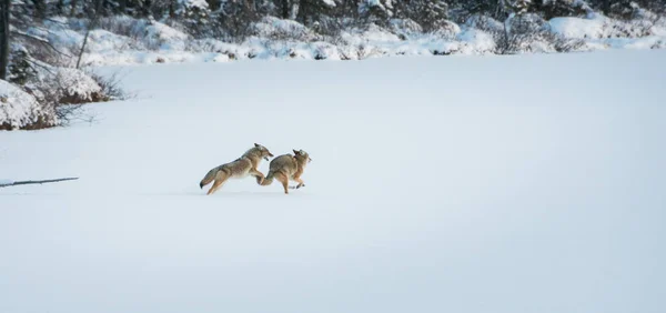 Kojoti Divočině Příroda Fauna — Stock fotografie