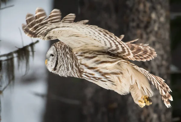 Barred Owl — Stock Photo, Image