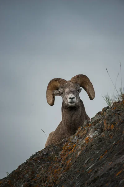 Wilder Dickhornbock Tier Natur Fauna — Stockfoto