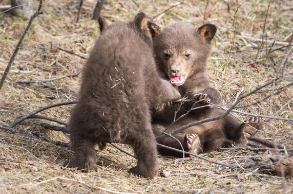 Wilde Zwarte Beren Natuur Fauna — Stockfoto