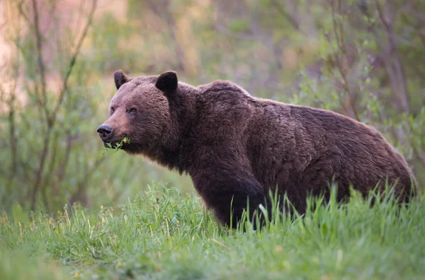 Urso Pardo Selvagem Natureza Fauna — Fotografia de Stock