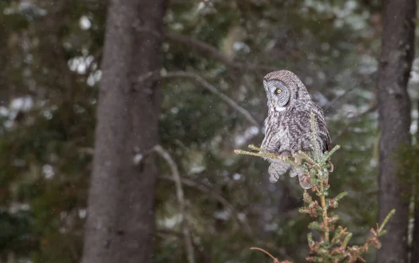 Dzika Sowa Ptaszyno Natura Fauna — Zdjęcie stockowe