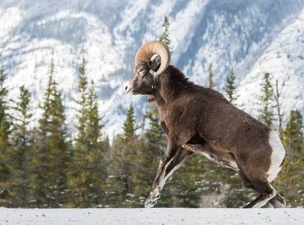 Bighorn Schapen Ram Natuur Fauna — Stockfoto