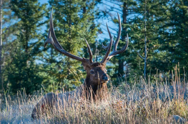 Wild Bull Elk Nature Fauna — Stock Photo, Image