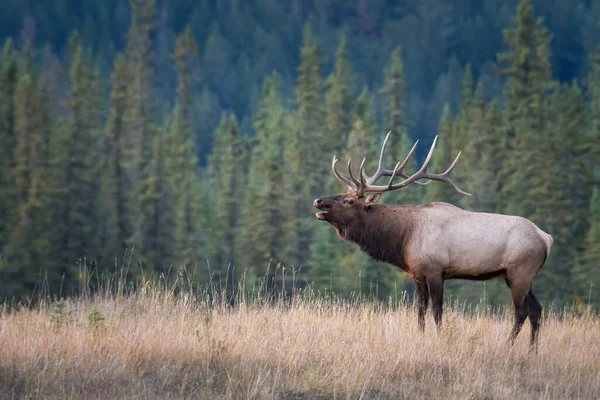 Elk Wild Animal Nature Fauna — 스톡 사진