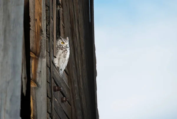 Chouette Sauvage Oiseau Nature Faune — Photo