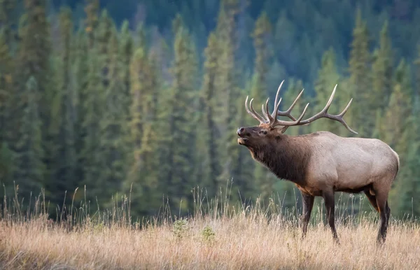 Alce Estado Selvagem Animal Natureza Fauna — Fotografia de Stock