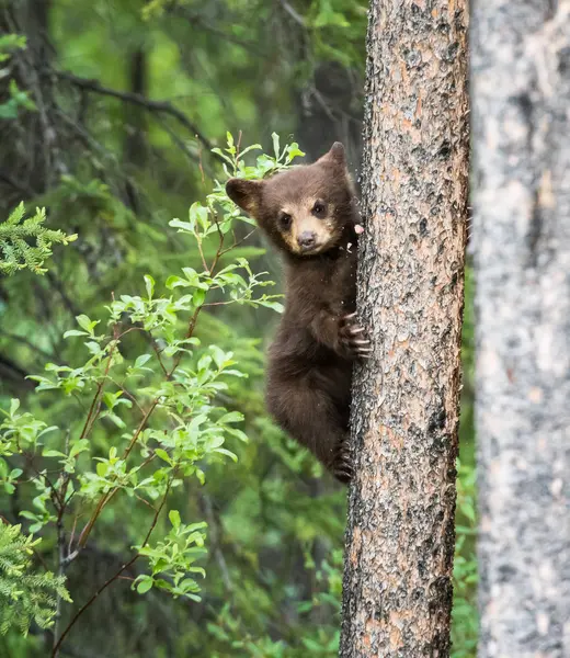 Urso Negro Selvagem Natureza Fauna — Fotografia de Stock