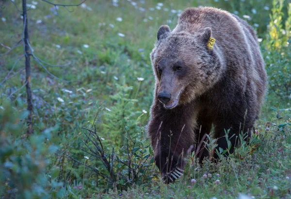 Urso Pardo Selvagem Natureza Fauna — Fotografia de Stock