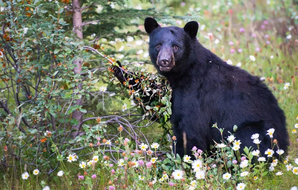 Urso Negro Selvagem Natureza Fauna — Fotografia de Stock