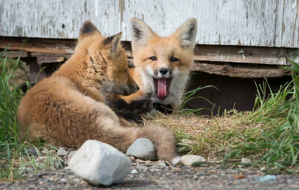 Zorros Rojos Animales Naturaleza Fauna — Foto de Stock