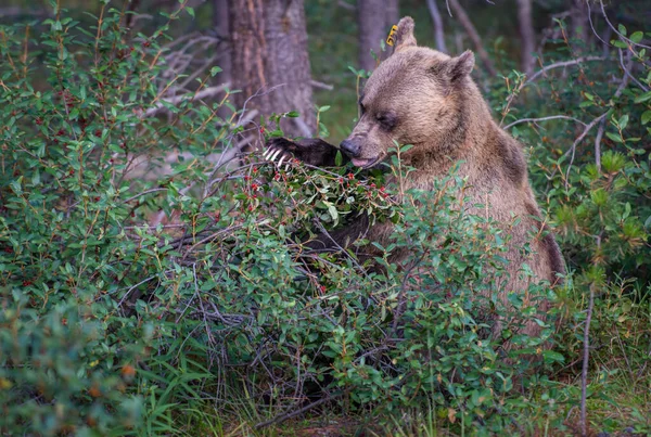 Urso Pardo Selvagem Natureza Fauna — Fotografia de Stock