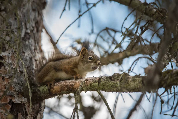 Red Squirrel Wild — Stock Photo, Image