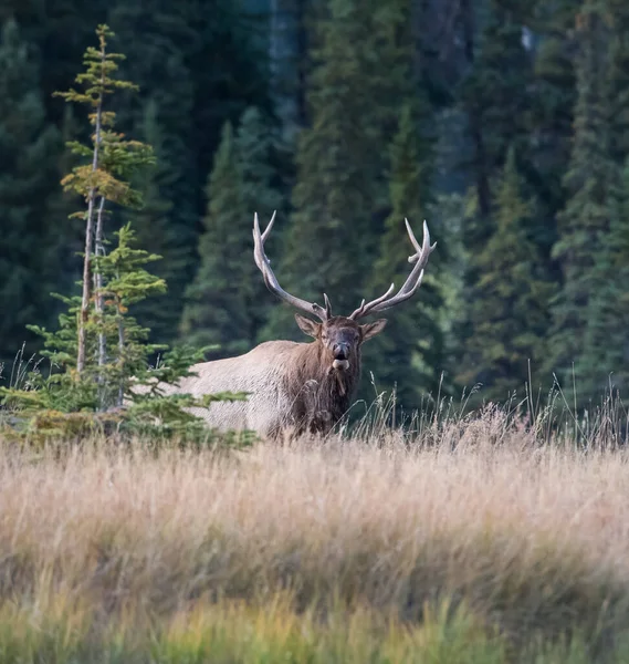 Elk Wild Animal Nature Fauna — 스톡 사진