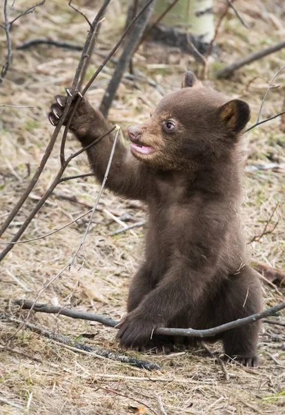 Dziki Czarny Niedźwiedź Natura Fauna — Zdjęcie stockowe