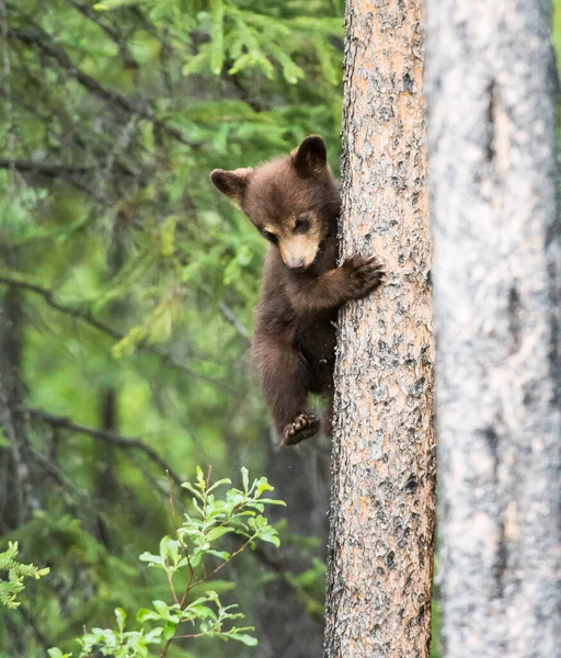 Divoký Černý Medvěd Příroda Fauna — Stock fotografie