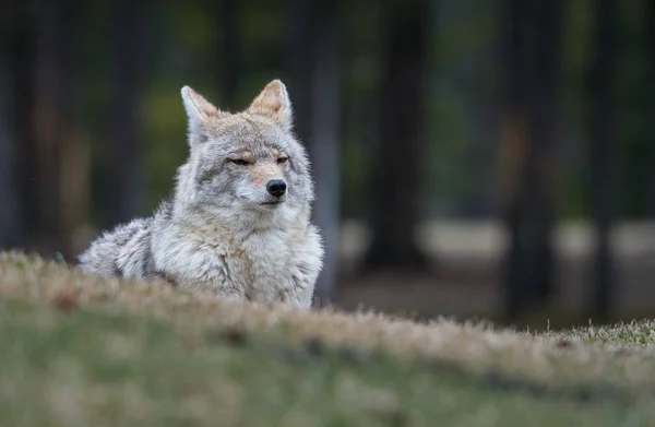 Coyote Estado Salvaje Naturaleza Fauna — Foto de Stock