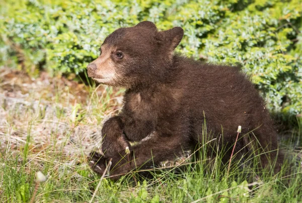 Oso Negro Salvaje Naturaleza Fauna — Foto de Stock