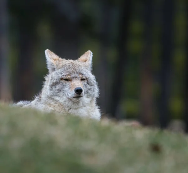 Coyote Vild Natur Fauna — Stockfoto