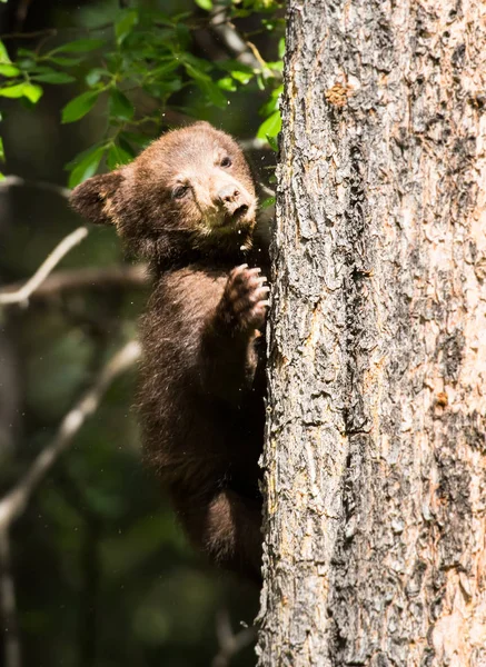 Urso Negro Selvagem Natureza Fauna — Fotografia de Stock