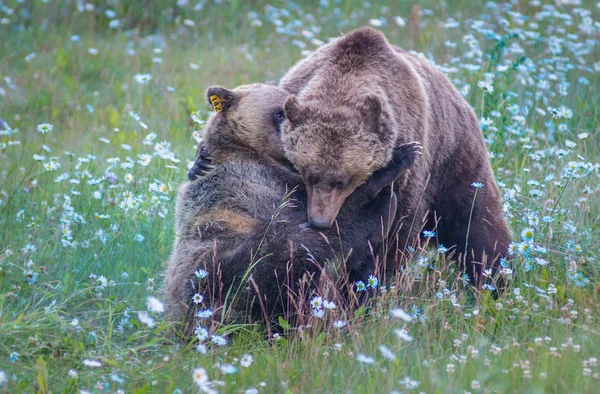 Vadon Élő Grizzly Medvék Természet Állatvilág — Stock Fotó