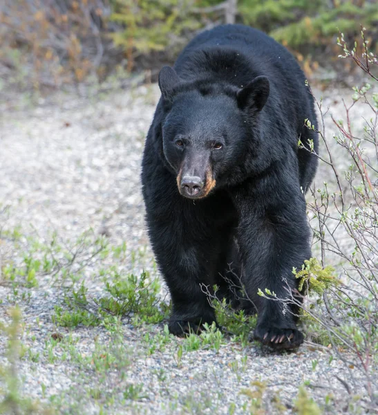 Divoký Černý Medvěd Příroda Fauna — Stock fotografie