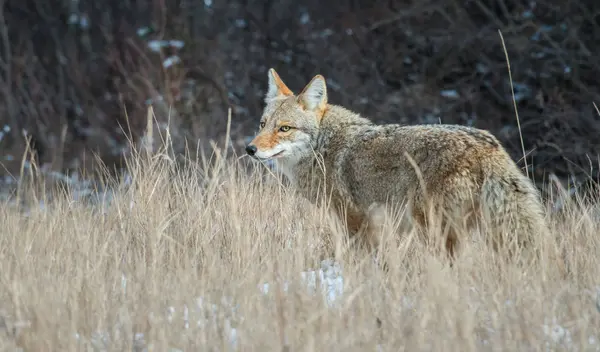 Coyote Wild Nature Fauna — Stock Photo, Image