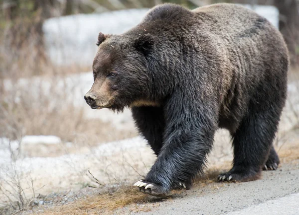 Urso Pardo Selvagem Natureza Fauna — Fotografia de Stock