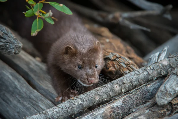 Marta Selvagem Animal Natureza Fauna — Fotografia de Stock