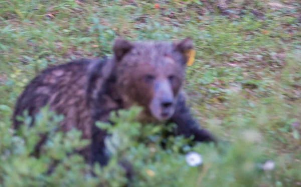 Urso Pardo Selvagem Natureza Fauna — Fotografia de Stock