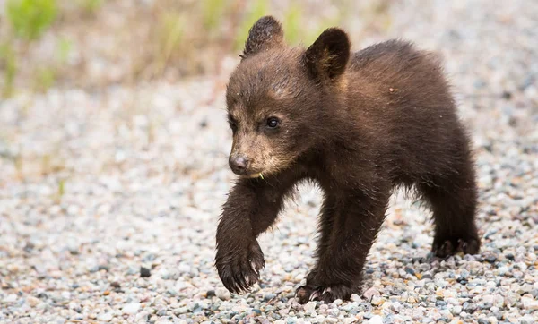 Urso Negro Selvagem Natureza Fauna — Fotografia de Stock