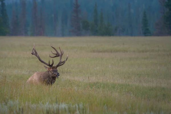 Wild Bull Elk Nature Fauna — Stock Photo, Image