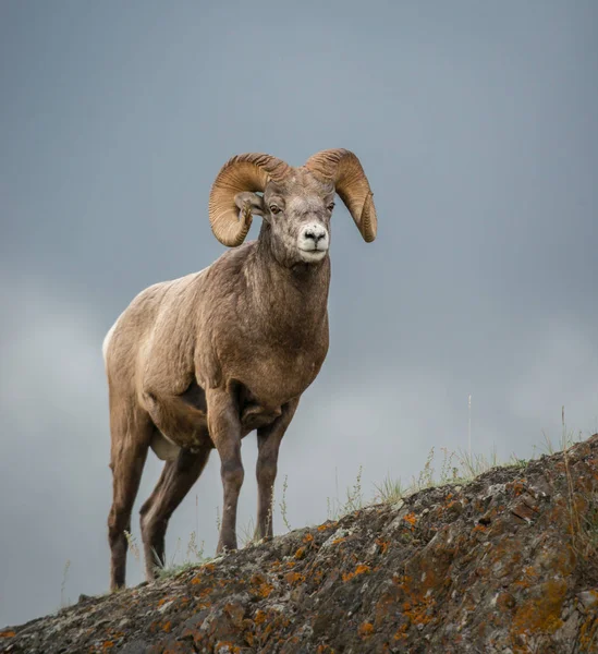 Wild Bighorn Ram Animal Nature Fauna — 스톡 사진