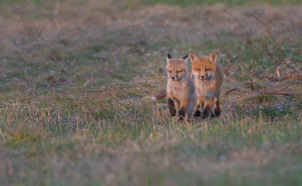 red foxes, animals. Nature, fauna