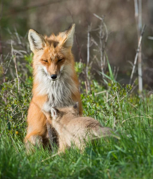 Renards Roux Animaux Nature Faune — Photo