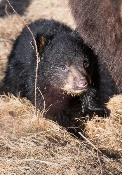 wild black  bear. Nature, fauna