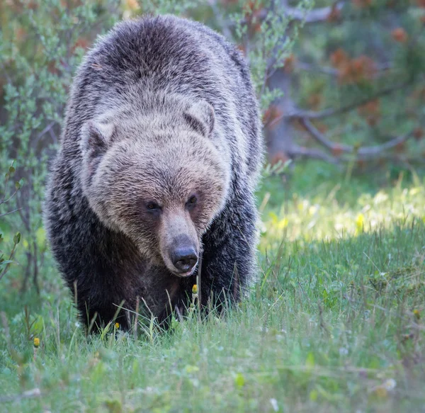 Dziki Niedźwiedź Grizzly Natura Fauna — Zdjęcie stockowe