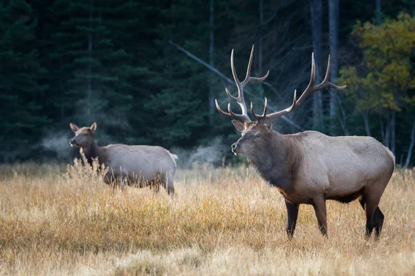 Alces Estado Selvagem Animais Natureza Fauna — Fotografia de Stock