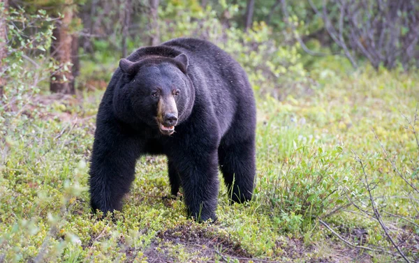 Wilde Zwarte Beer Natuur Fauna — Stockfoto