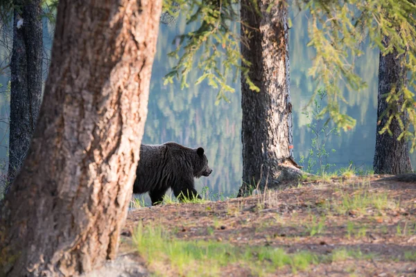 wild grizzly bear. Nature, fauna