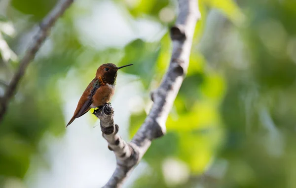 Kolibříci Divocí Ptáku Příroda Fauna — Stock fotografie